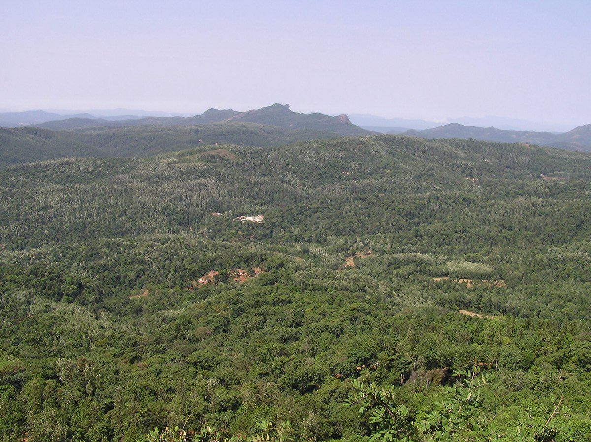 Shade-grown coffee plantation landscape in Chikmagalur