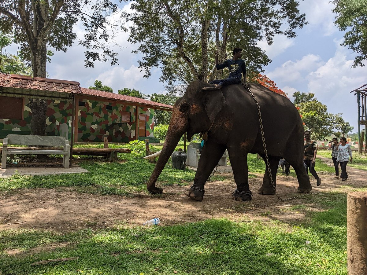 Elephants at Dubare Elephant Camp on the Cauvery river