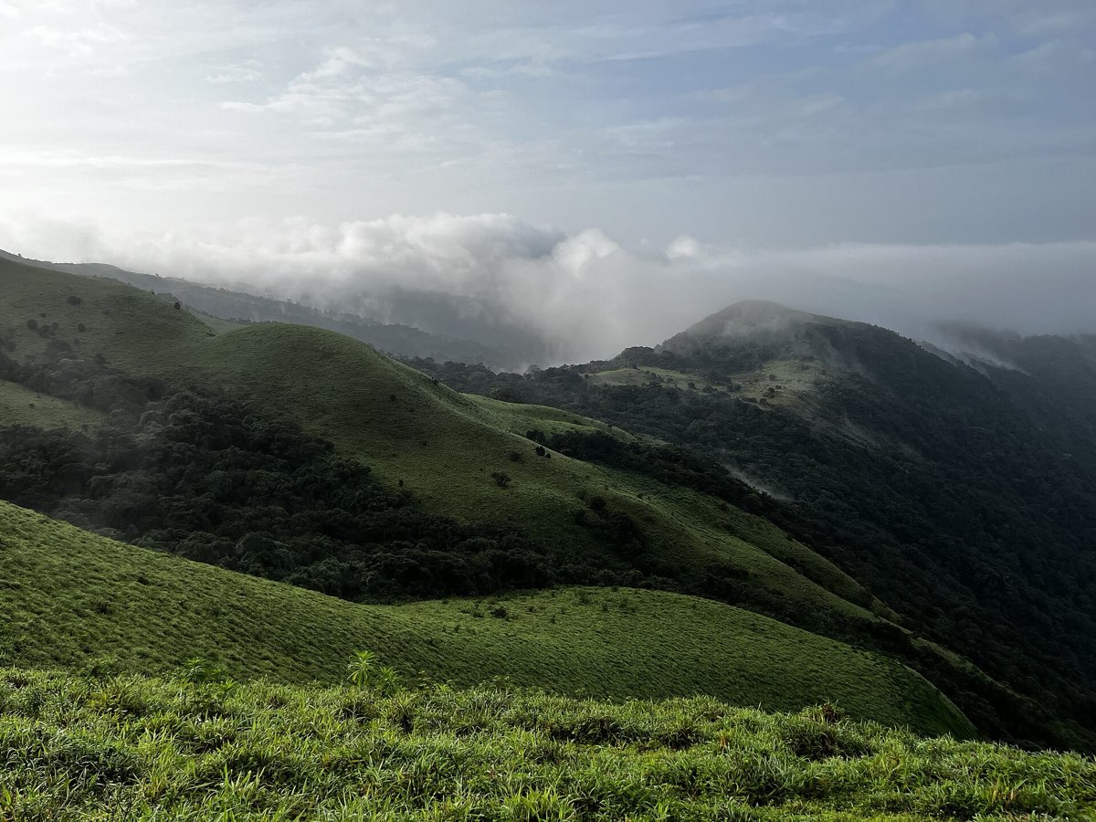 Grass ridges at Mandalpatti peak, Coorg