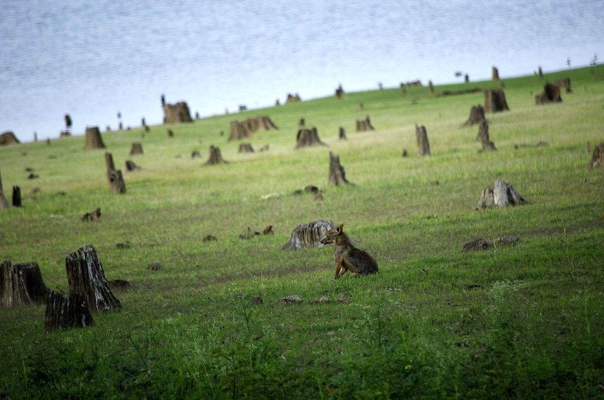 A jackal among the dead stumps on the grassy banks of the Kabini backwaters