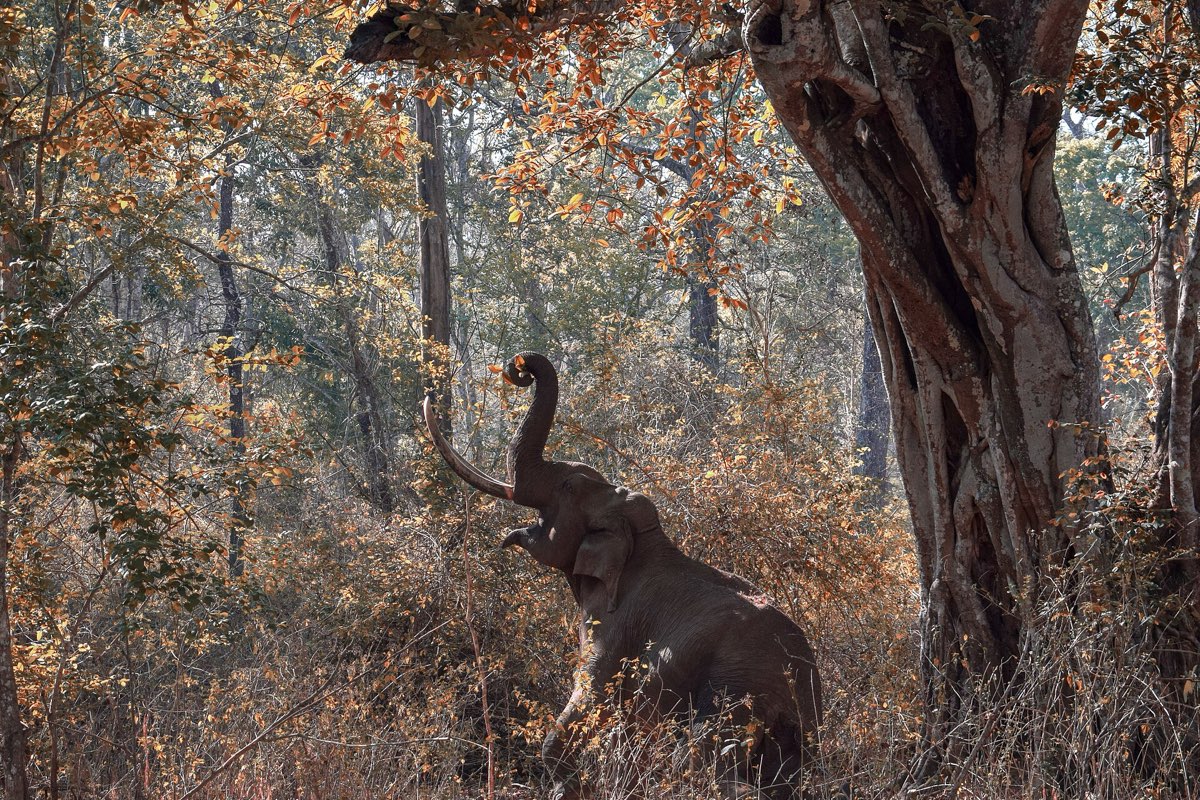 A wild tusker reaching into a tree in Nagarhole forest