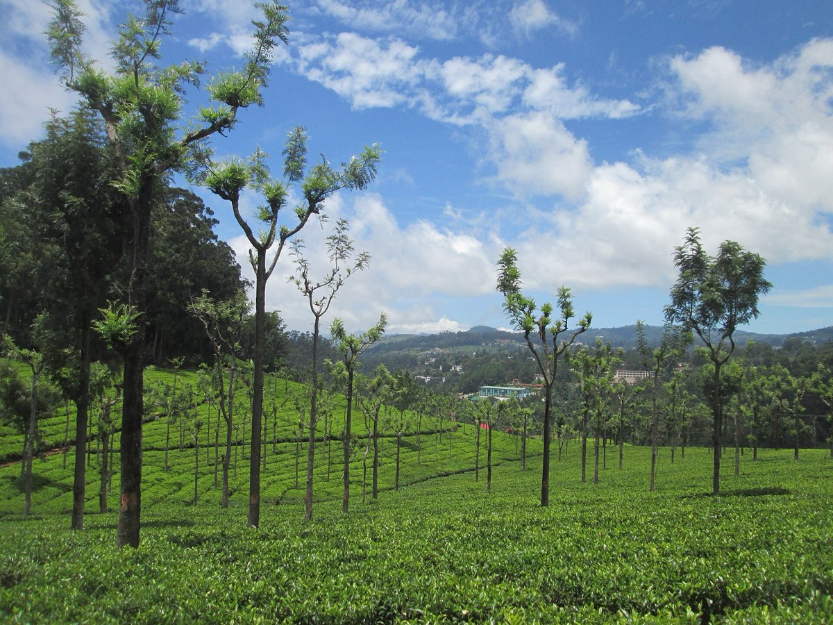 Tea plantations near Coonoor in the Nilgiris