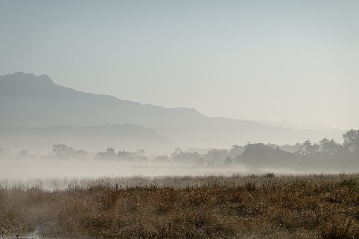 Morning mist over the Dhikala grasslands, Corbett Tiger Reserve