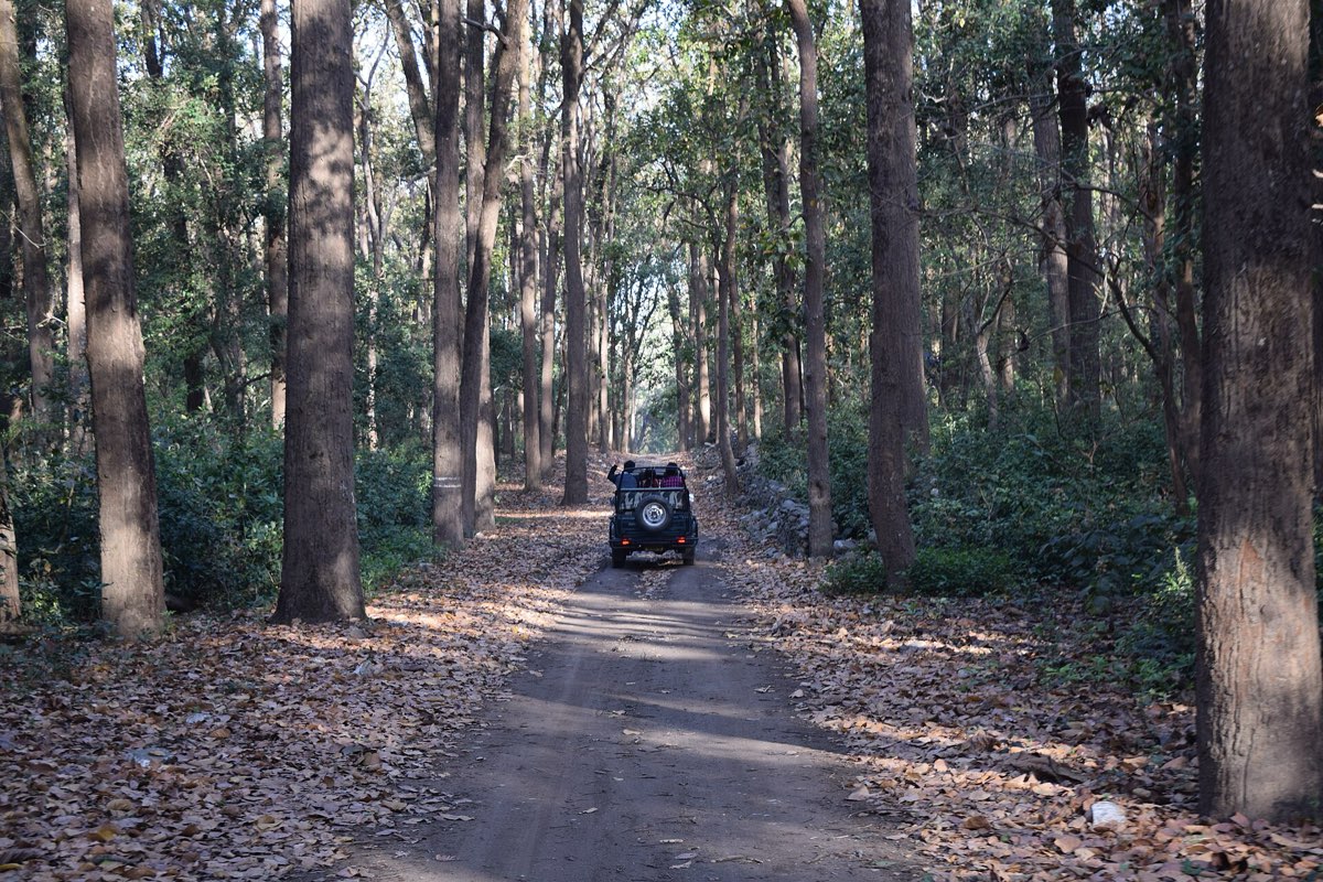 Safari track through sal forest in the Jhirna zone, Jim Corbett National Park